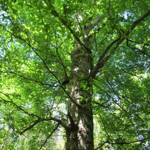 Photo #40 of SOLD property in Off Corinth Chapel Rd, Suffolk, VA 66.0 acres