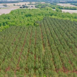 Photo #22 of SOLD property in off Windley Rd, Washington, NC 102.0 acres