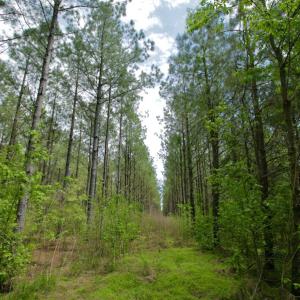 Photo #27 of SOLD property in off Windley Rd, Washington, NC 102.0 acres