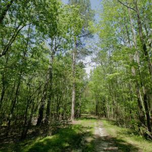 Photo #30 of SOLD property in off Windley Rd, Washington, NC 102.0 acres
