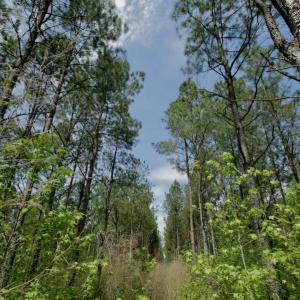 Photo #35 of SOLD property in off Windley Rd, Washington, NC 102.0 acres