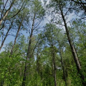 Photo #36 of SOLD property in off Windley Rd, Washington, NC 102.0 acres