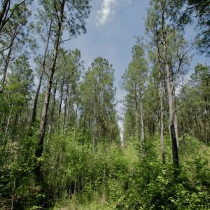Photo #37 of SOLD property in off Windley Rd, Washington, NC 102.0 acres