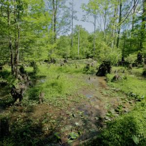 Photo #41 of SOLD property in off Windley Rd, Washington, NC 102.0 acres