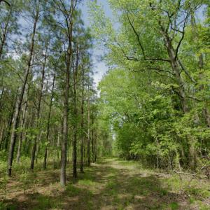 Photo #43 of SOLD property in off Windley Rd, Washington, NC 102.0 acres