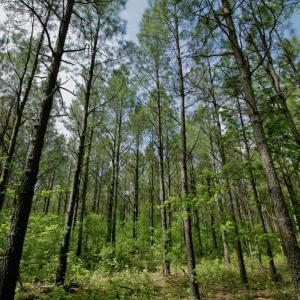 Photo #44 of SOLD property in off Windley Rd, Washington, NC 102.0 acres