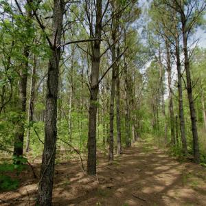 Photo #46 of SOLD property in off Windley Rd, Washington, NC 102.0 acres