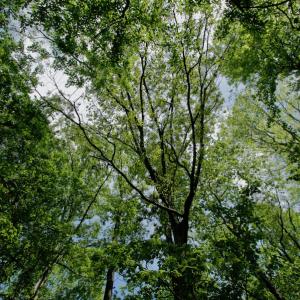 Photo #47 of SOLD property in off Windley Rd, Washington, NC 102.0 acres