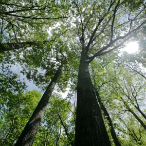 Photo #48 of SOLD property in off Windley Rd, Washington, NC 102.0 acres