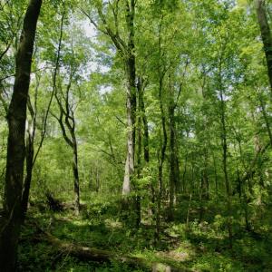Photo #49 of SOLD property in off Windley Rd, Washington, NC 102.0 acres
