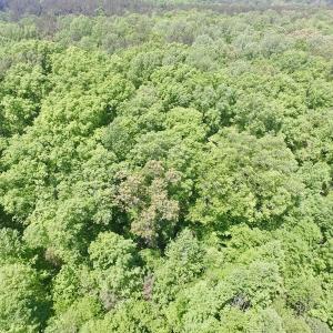Photo #15 of SOLD property in Off Christanna Hwy, Lawrenceville, VA 13.2 acres