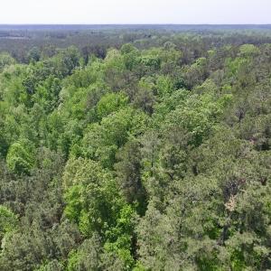 Photo #18 of SOLD property in Off Christanna Hwy, Lawrenceville, VA 13.2 acres