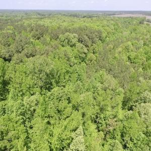 Photo #5 of SOLD property in Off Christanna Hwy, Lawrenceville, VA 13.2 acres
