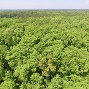 Photo #9 of SOLD property in Off Christanna Hwy, Lawrenceville, VA 13.2 acres
