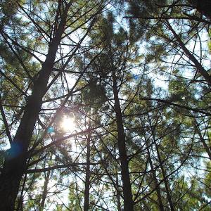 Photo #4 of SOLD property in Lot 1 Warrique Rd, Ivor, VA 3.0 acres