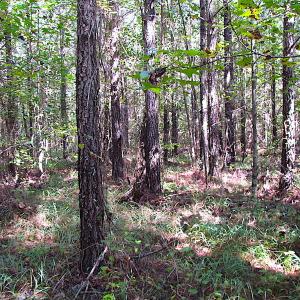 Photo #5 of SOLD property in Lot 1 Warrique Rd, Ivor, VA 3.0 acres