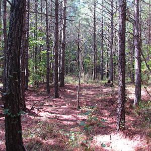 Photo #6 of SOLD property in Lot 1 Warrique Rd, Ivor, VA 3.0 acres
