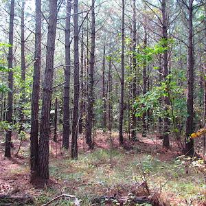 Photo #7 of SOLD property in Lot 1 Warrique Rd, Ivor, VA 3.0 acres