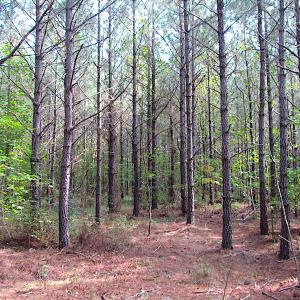Photo #8 of SOLD property in Lot 1 Warrique Rd, Ivor, VA 3.0 acres