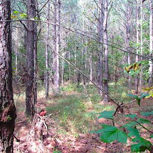 Photo #9 of SOLD property in Lot 1 Warrique Rd, Ivor, VA 3.0 acres