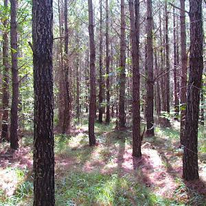 Photo #10 of SOLD property in Lot 1 Warrique Rd, Ivor, VA 3.0 acres