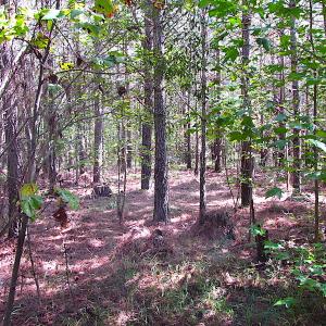 Photo #11 of SOLD property in Lot 1 Warrique Rd, Ivor, VA 3.0 acres