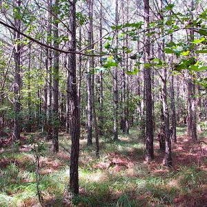 Photo #12 of SOLD property in Lot 1 Warrique Rd, Ivor, VA 3.0 acres
