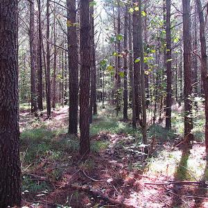 Photo #13 of SOLD property in Lot 1 Warrique Rd, Ivor, VA 3.0 acres