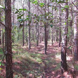 Photo #14 of SOLD property in Lot 1 Warrique Rd, Ivor, VA 3.0 acres