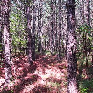 Photo #15 of SOLD property in Lot 1 Warrique Rd, Ivor, VA 3.0 acres