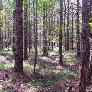 Photo #16 of SOLD property in Lot 1 Warrique Rd, Ivor, VA 3.0 acres