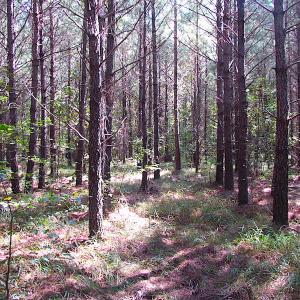 Photo #17 of SOLD property in Lot 1 Warrique Rd, Ivor, VA 3.0 acres