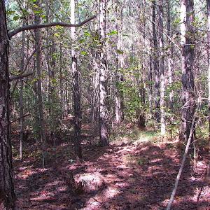 Photo #18 of SOLD property in Lot 1 Warrique Rd, Ivor, VA 3.0 acres