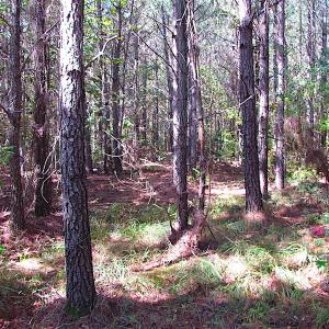 Photo #20 of SOLD property in Lot 1 Warrique Rd, Ivor, VA 3.0 acres