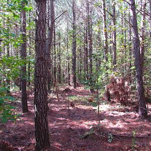 Photo #21 of SOLD property in Lot 1 Warrique Rd, Ivor, VA 3.0 acres