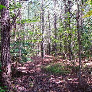 Photo #22 of SOLD property in Lot 1 Warrique Rd, Ivor, VA 3.0 acres