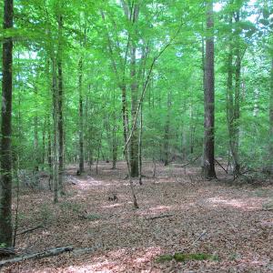 Photo #17 of SOLD property in Off Sunbeam Road, Franklin, VA 52.0 acres