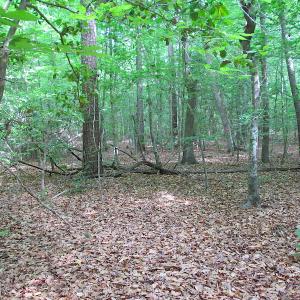 Photo #18 of SOLD property in Off Sunbeam Road, Franklin, VA 52.0 acres