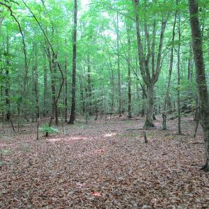 Photo #19 of SOLD property in Off Sunbeam Road, Franklin, VA 52.0 acres