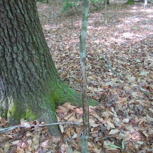 Photo #22 of SOLD property in Off Sunbeam Road, Franklin, VA 52.0 acres