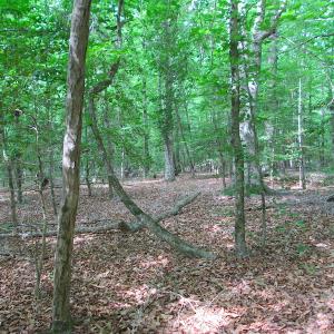 Photo #23 of SOLD property in Off Sunbeam Road, Franklin, VA 52.0 acres