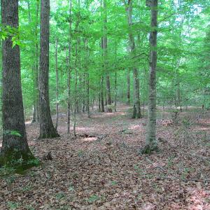 Photo #24 of SOLD property in Off Sunbeam Road, Franklin, VA 52.0 acres