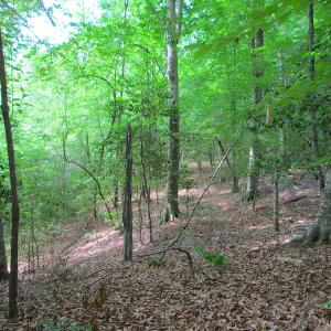 Photo #25 of SOLD property in Off Sunbeam Road, Franklin, VA 52.0 acres
