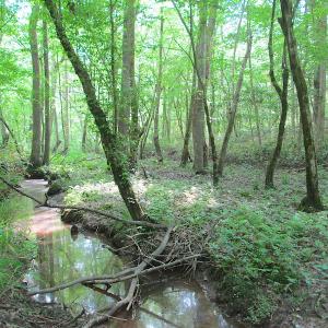 Photo #26 of SOLD property in Off Sunbeam Road, Franklin, VA 52.0 acres