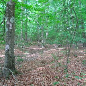Photo #27 of SOLD property in Off Sunbeam Road, Franklin, VA 52.0 acres