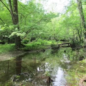Photo #29 of SOLD property in Off Sunbeam Road, Franklin, VA 52.0 acres