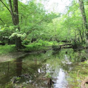 Photo #29 of SOLD property in Off Sunbeam Road, Franklin, VA 52.0 acres
