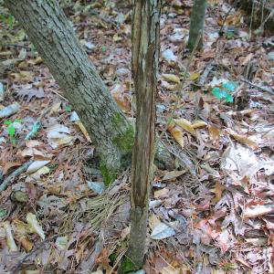 Photo #30 of SOLD property in Off Sunbeam Road, Franklin, VA 52.0 acres