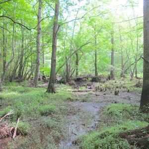 Photo #31 of SOLD property in Off Sunbeam Road, Franklin, VA 52.0 acres