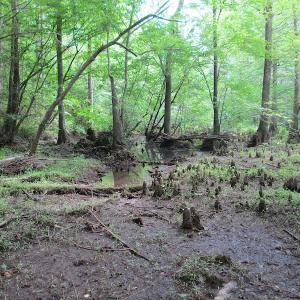 Photo #34 of SOLD property in Off Sunbeam Road, Franklin, VA 52.0 acres